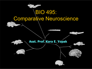 BIO 495: Comparative Neuroscience